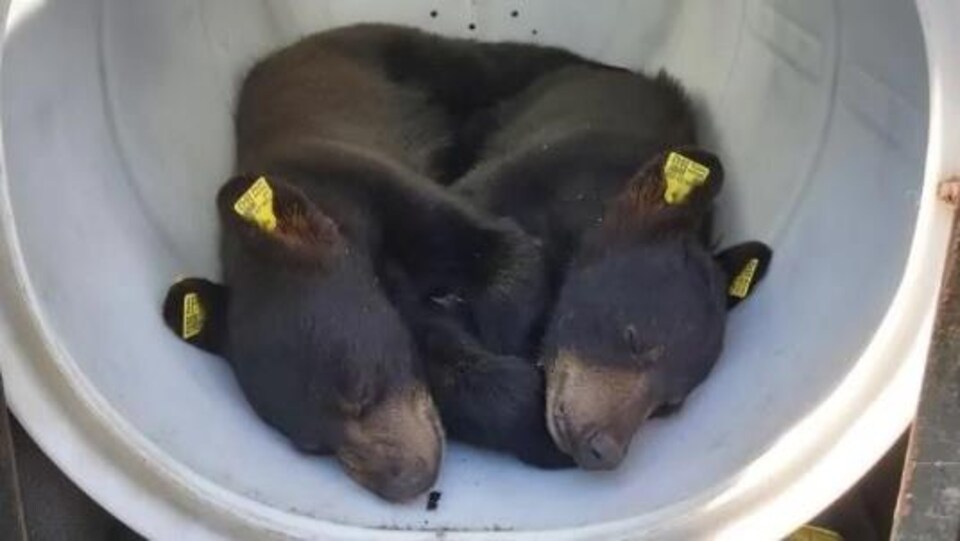 Deux oursons noirs