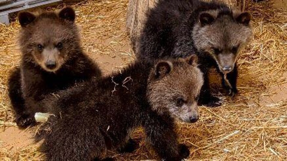 Plan serré de trois petits oursons grizzlys sur de la paille.