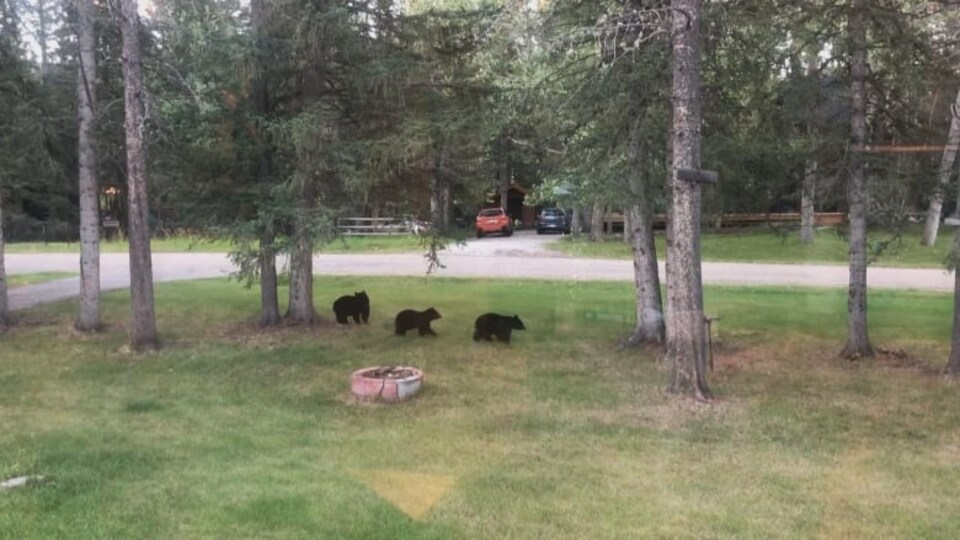 L'Alberta invitée à revoir sa politique en matière de réhabilitation des  animaux sauvages 