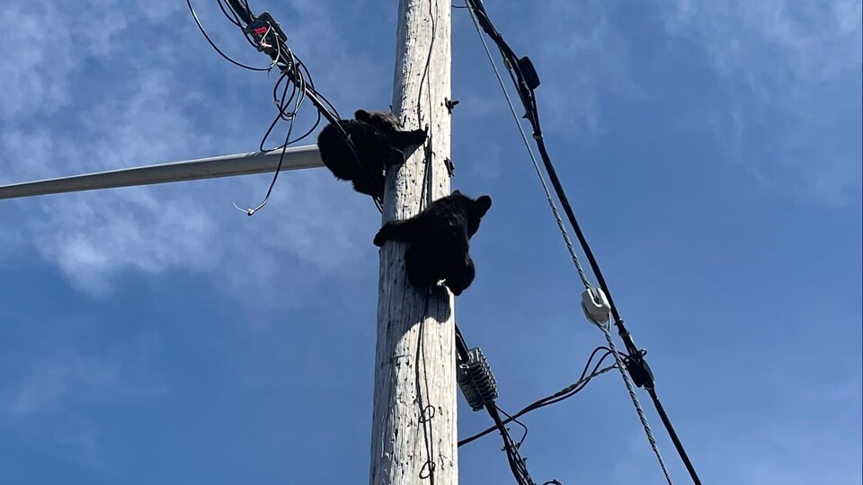 Deux oursons sur un poteau électrique.