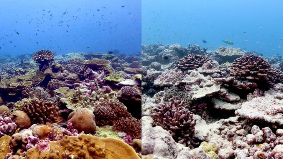 Des coraux autour de Kiritimati.