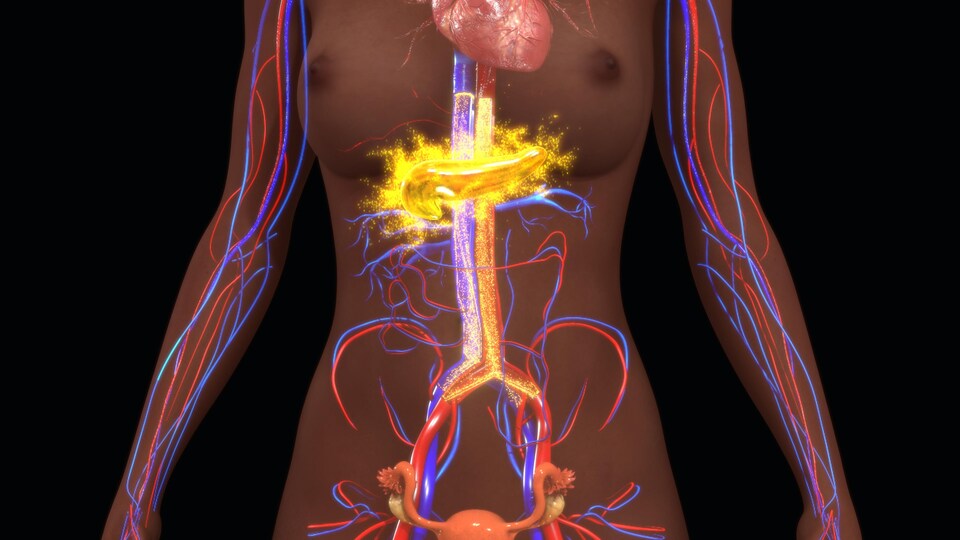 Illustration montrant le corps d'une femme et les organes jouant un rôle dans la gestion de l'insuline.