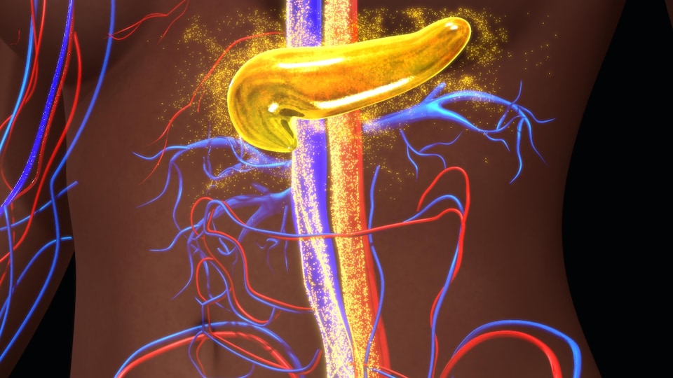 Illustration artistique montrant le pancréas qui se situe dans le haut de la cavité abdominale. 