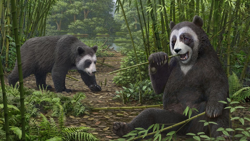 Une reconstitution artistique du panda disparu Ailurarctos en Chine.