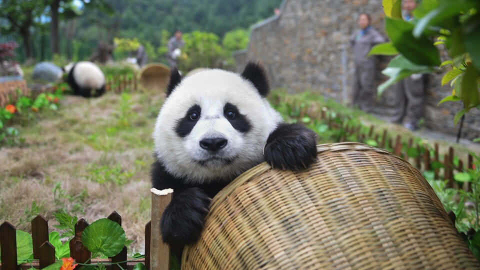 Un jeune panda géant jouant avec un panier.