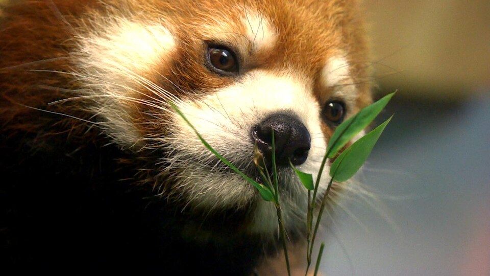 Un panda roux mange des feuilles de bambou.