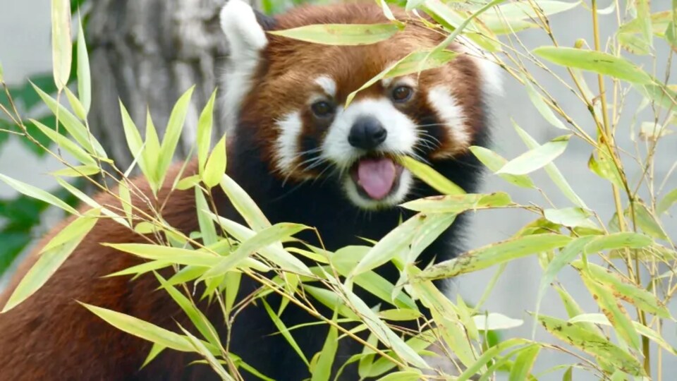 Un Panda Roux Donne Naissance A Des Petits Au Zoo De Toronto Radio Canada Ca