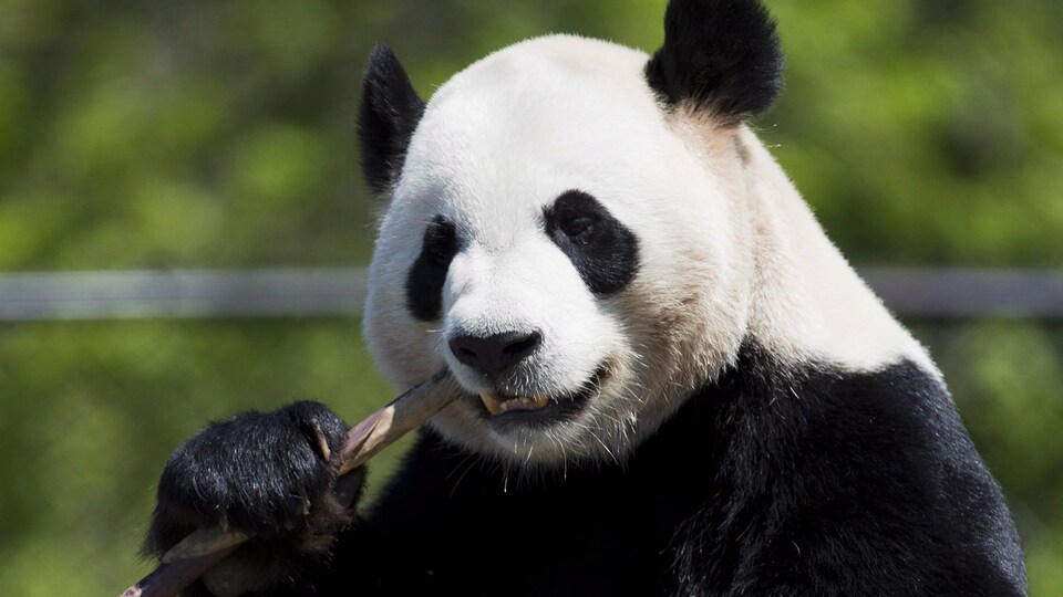Le panda Da Mao mange du bambou.