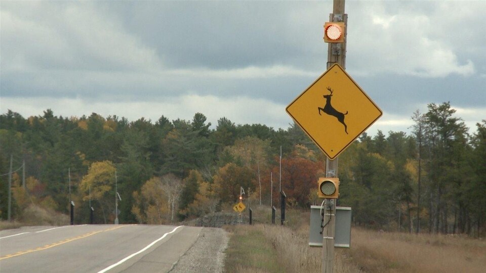 Un panneau de signalisation de présence potentielle de cerf de Virginie sur le bord d'une route.