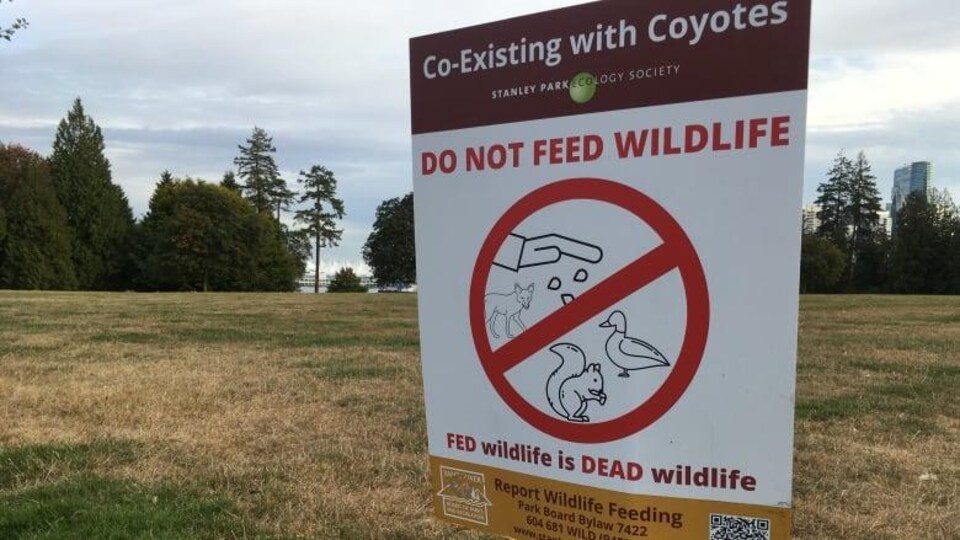 Un panneau dans le parc Stanley décourage les gens de nourrir les animaux sauvages.