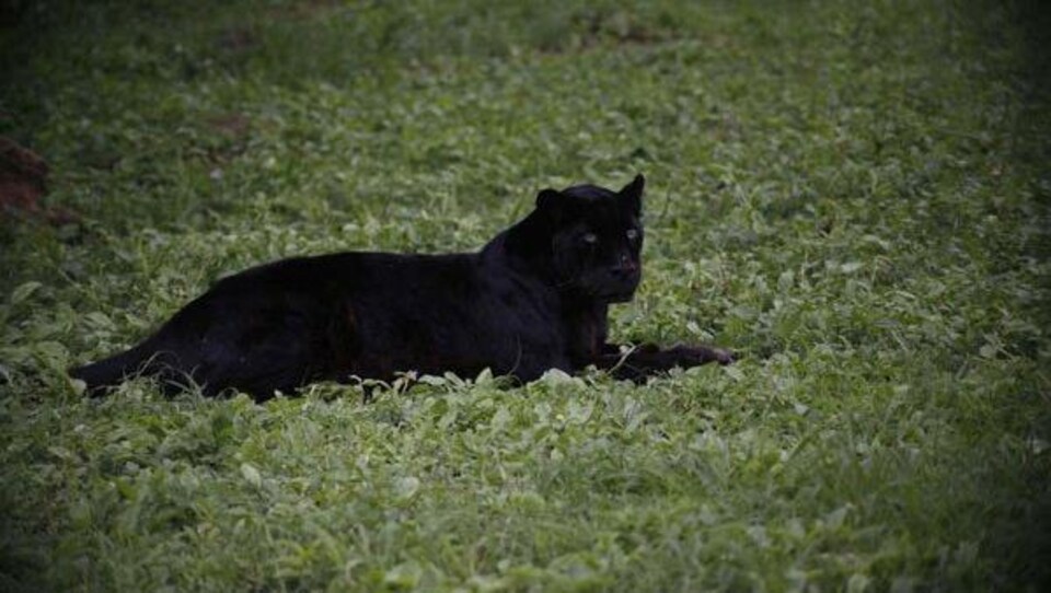 Une panthère noire couchée dans l'herbe