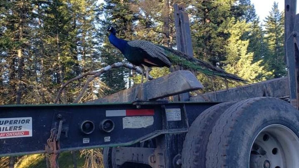 Un paon sur un camion grumier.