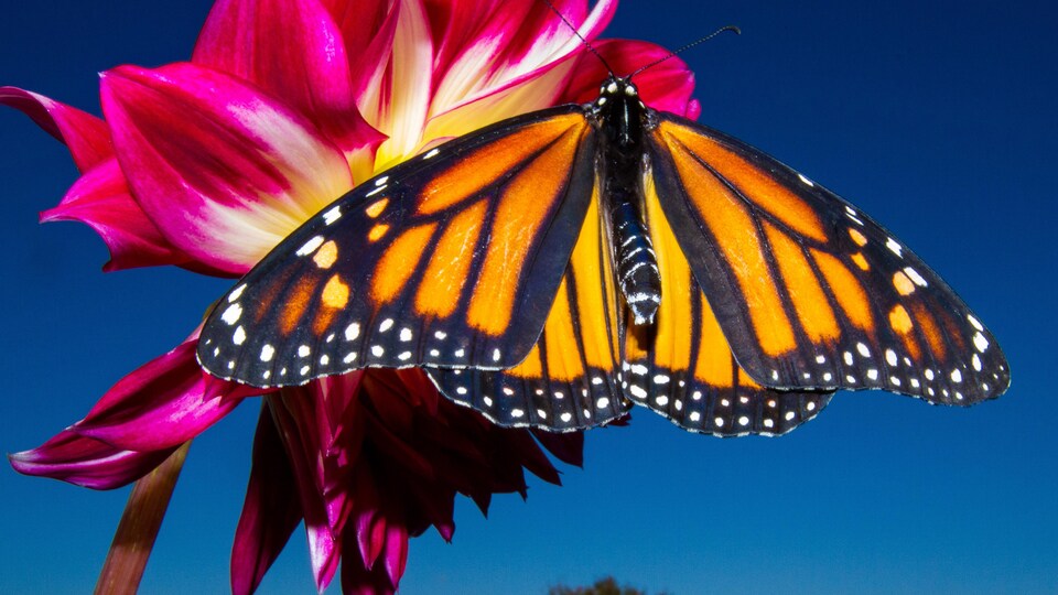 Un papillon monarque sur une fleur.