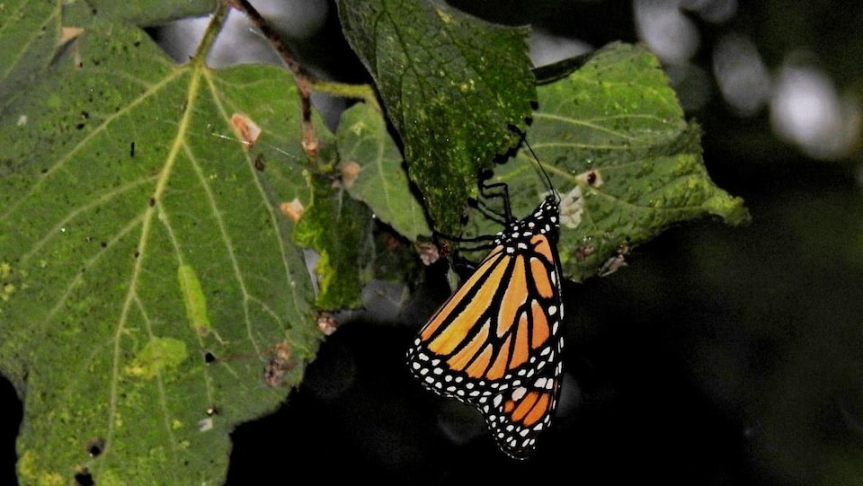 Un papillon monarque se tient sur une feuille.