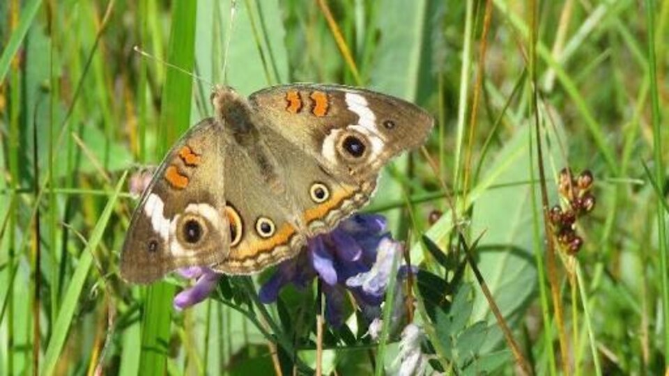Un papillon se trouve sur une fleur.