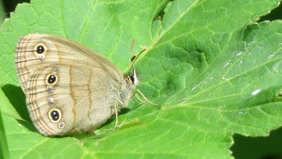 Un papillon sur une feuille.