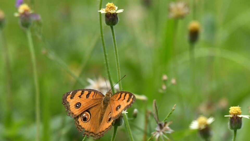 Un papillon se pose sur une fleur.