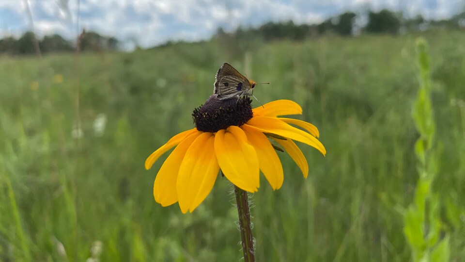 Un papillon sur une fleur jaune.