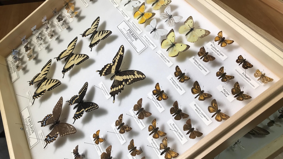 Une collection de papillons observés au Québec.
