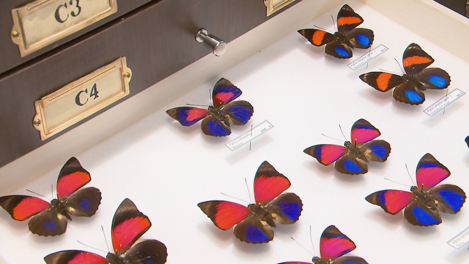 Certains de ces papillons peuvent valoir jusqu'à 1500 dollars.