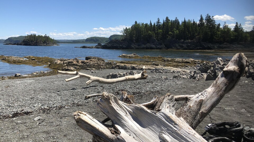 Du bois sur la grève et des îles en arrière plan
