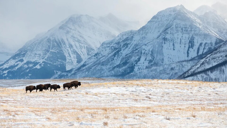 Des bisons dans une prairie enneigée devant des montagnes.