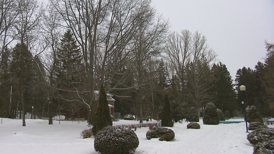 Des arbres et une allée d'arbustes conifères sous la neige (Archives).