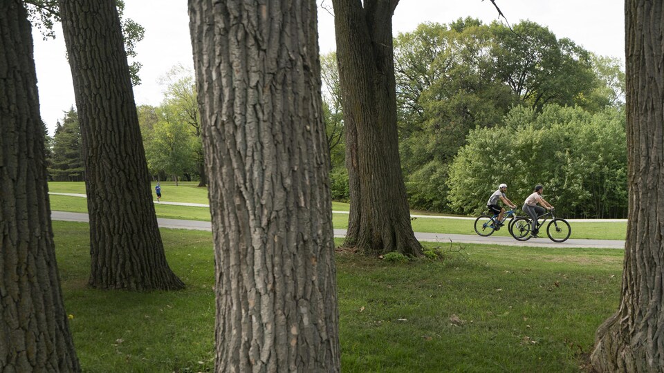 Des troncs d'arbres au premier plan et deux cyclistes au second plan.