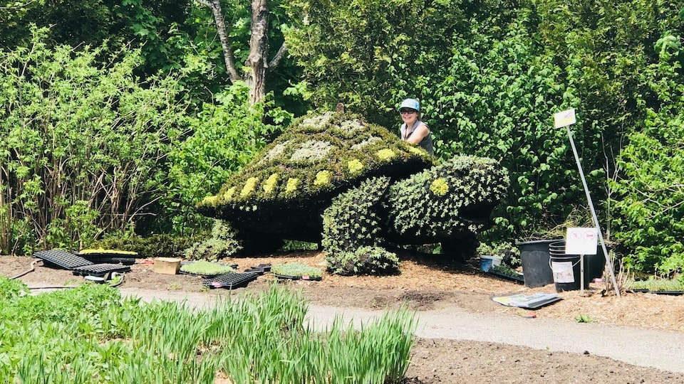 Une femme travaille sur une immense tortue en mosaiculture.