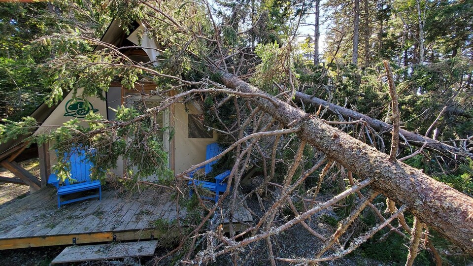 Un arbre est tombé sur un abri oTENTik du parc national Fundy, au Nouveau-Brunswick.