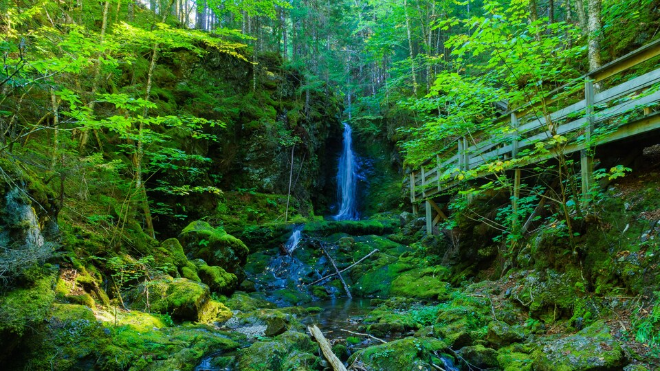 Une chute d'eau dans la forêt en été.