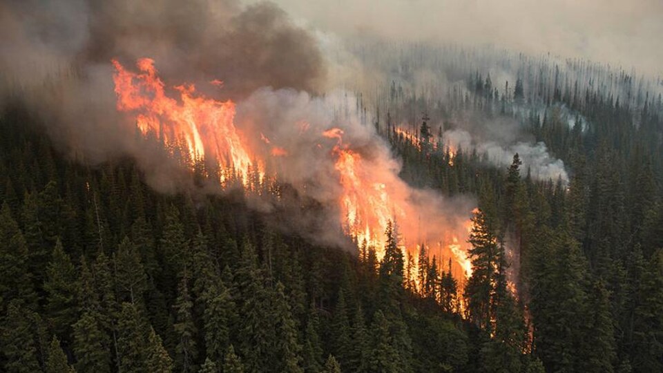 D'immenses flammes s'élèvent de la forêt qui est recouverte de fumée.