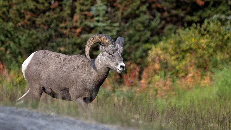 Un mouflon d'Amérique.