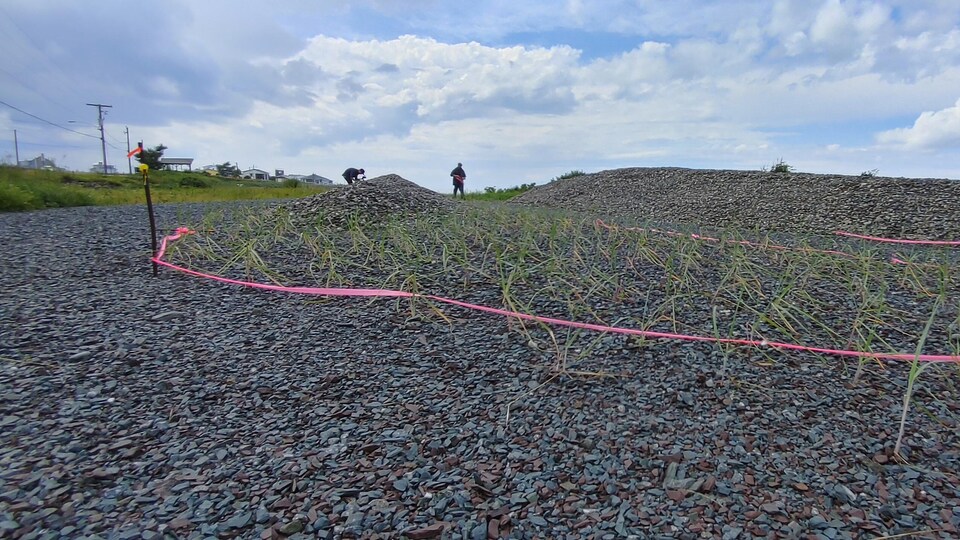 Des monticules de roches sont aménagés sur la rive du fleuve Saint-Laurent, à Sainte-Flavie.