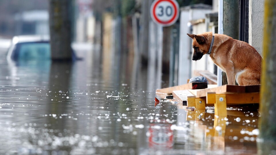 Un chien se tient tout près de l'eau qui déborde sur une rue.