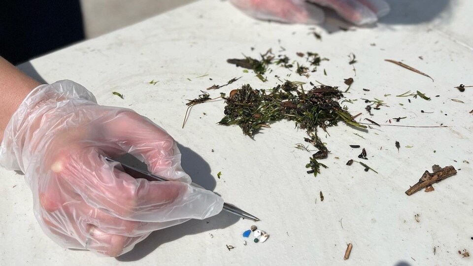 Une main trie des granulés de plastique ramassés dans le lac Ontario.