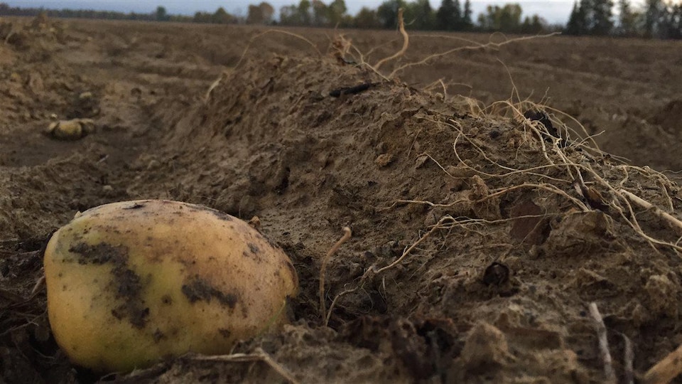 Une des dernières patates dans un champ.