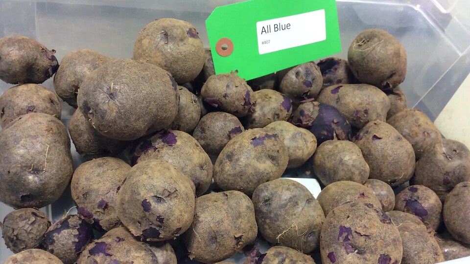 La Pomme De Terre Craint Elle Le Gel De nouvelles variétés de pommes de terre adaptées aux changements