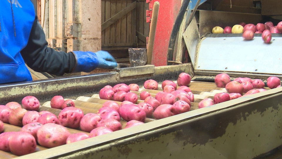 Producteurs de pommes de terre de père en filles à StEugènedeGuigues RadioCanada.ca Producteurs de pommes de terre de père en filles à StEugènedeGuigues RadioCanada.ca