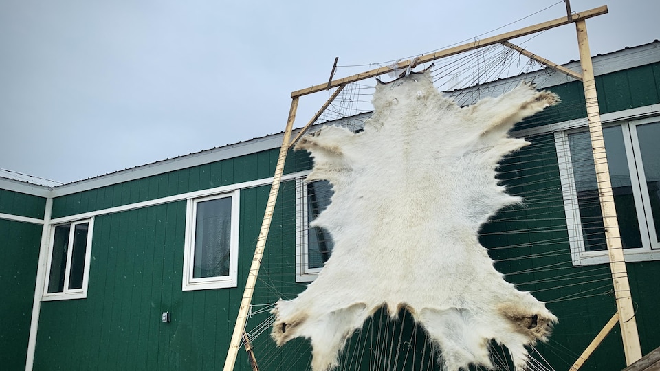 Une peau d'ours polaire tendue est exposée devant une maison à Iqaluit.