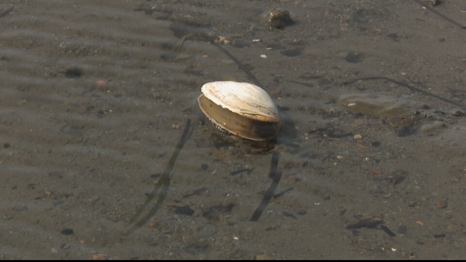 La pêche aux coques une tradition pour plusieurs Gaspésiens ICI RadioCanada.ca