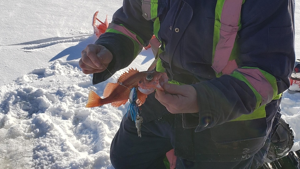 Un pêcheur tient un sébaste dans ses mains, à côté d'un trou dans la glace, sur les glaces de la rivière Saguenay, à Saint-Fulgence.