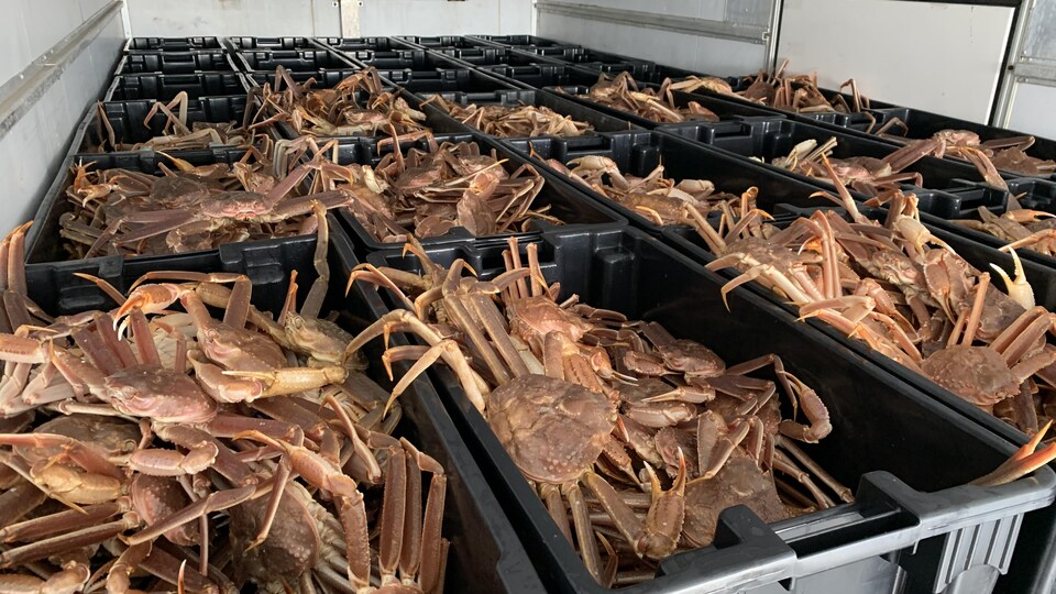 Des bacs pleins de crabes des neiges le 3 avril 2021.