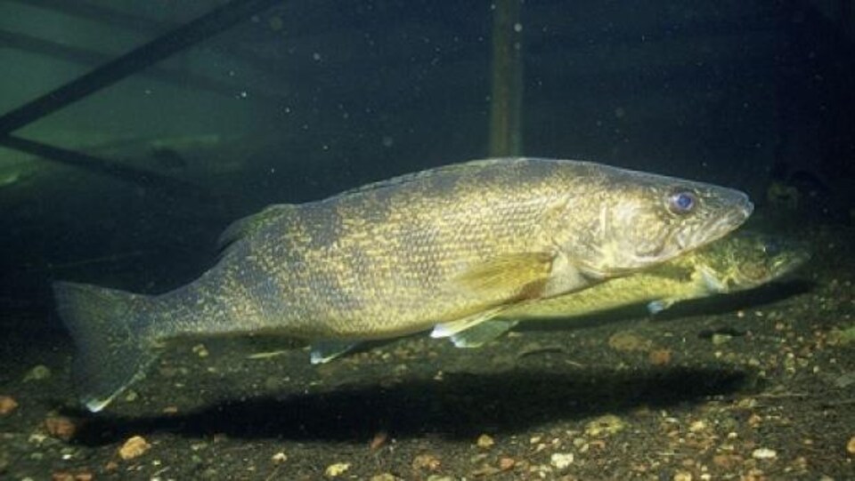 La pêche de nuit de la pêche du poisson de feux de voyant DEL de