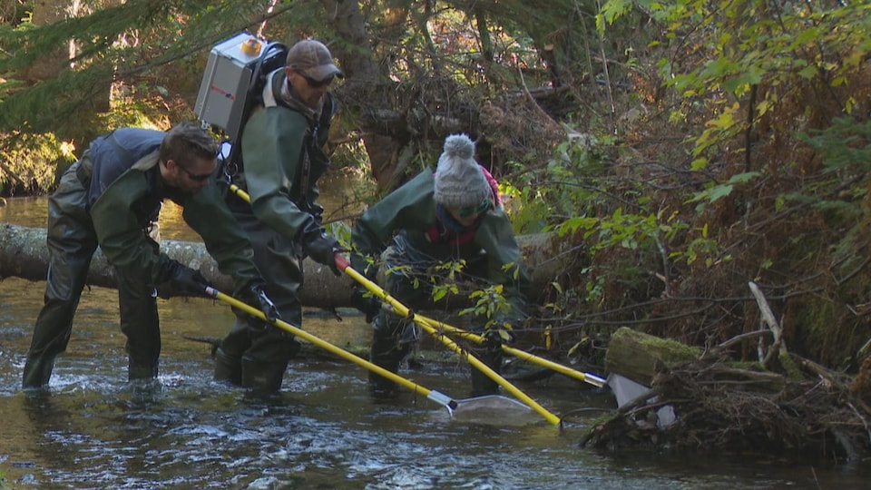 Trois employés de la Fédération de la protection de la nature de Souris s'active pour attraper des saumons dans un cours d'eau.