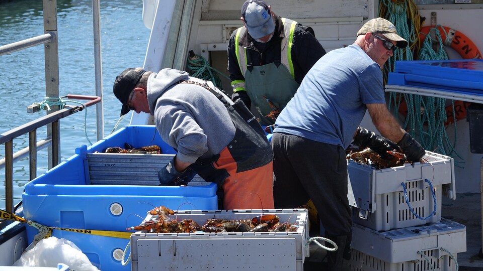Des pêcheurs trient leurs homards à bord d'un bateau.