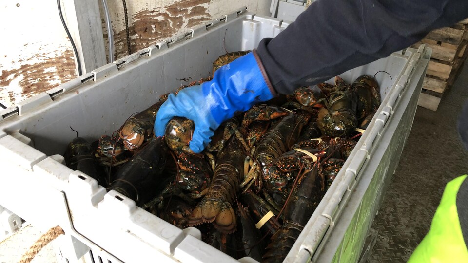 Récolte du premier jour de pêche en Nouvelle-Écosse.