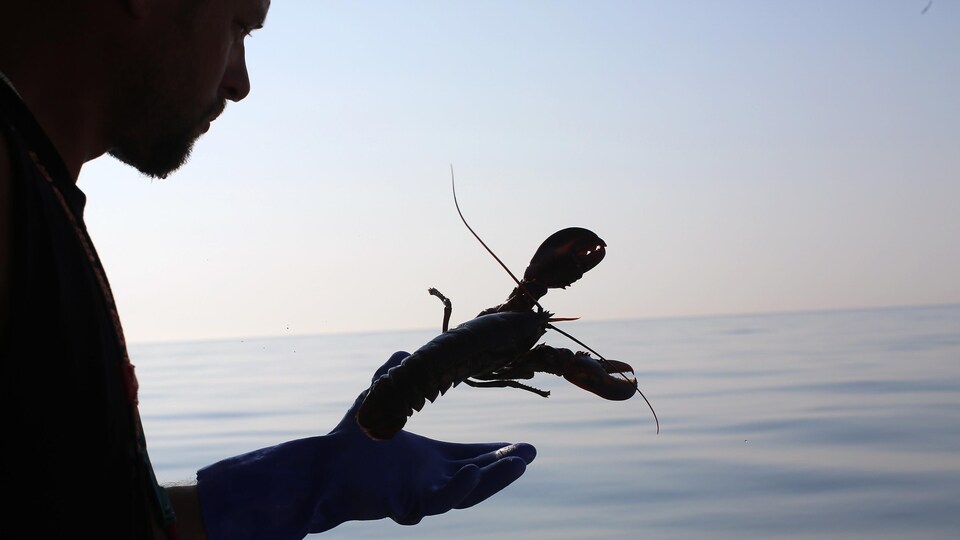 Silhouette d'un homard dans la main d'un pêcheur.