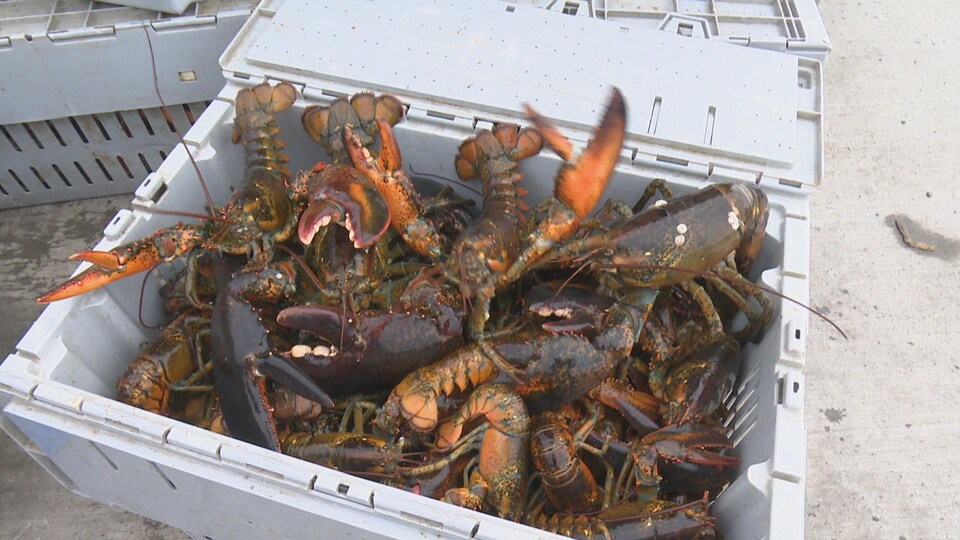 Des homards dans un bac.