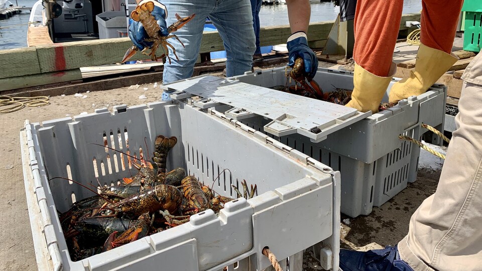 Du homard fraîchement pêché, au quai de Cap-Pelé, dans le sud-est du Nouveau-Brunswick, le 16 août 2022.